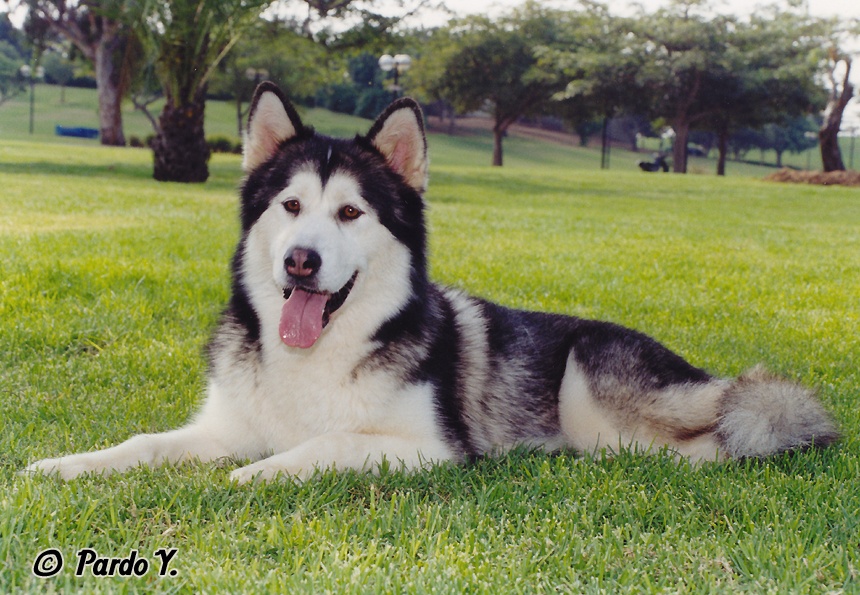 Kotzebue's Kringmerk Alaskan Malamutes