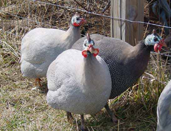 3 african guineas