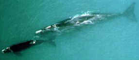 whale calf and mother