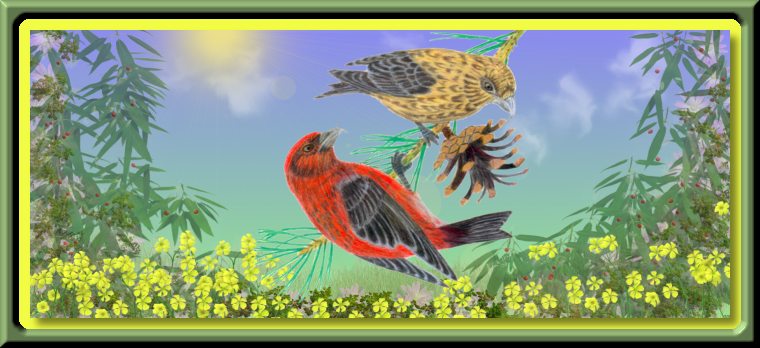 Crossbills on the Pine