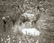 Deer in Yoho