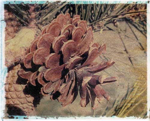 Pine Cone