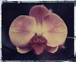 pink orchid