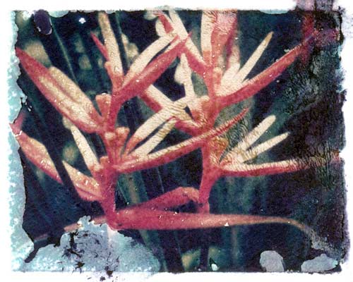 Red and White Flower