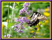 A Swallowtail on the Butterfly Bush