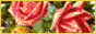 Acacia Victorian Logo