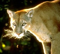 Felis concolor