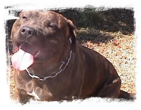 Jud's Bandogs...