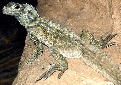 Hydrosaurus_amboinensis
