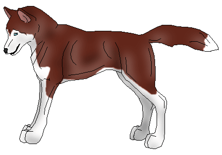 Copper Husky Saydric