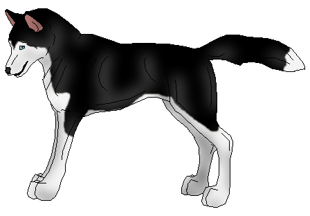 Black-and-white husky, Phenreyr