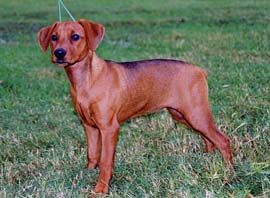 Kaitler Invoking Love, made her show debut at the GPCNSW Speciality