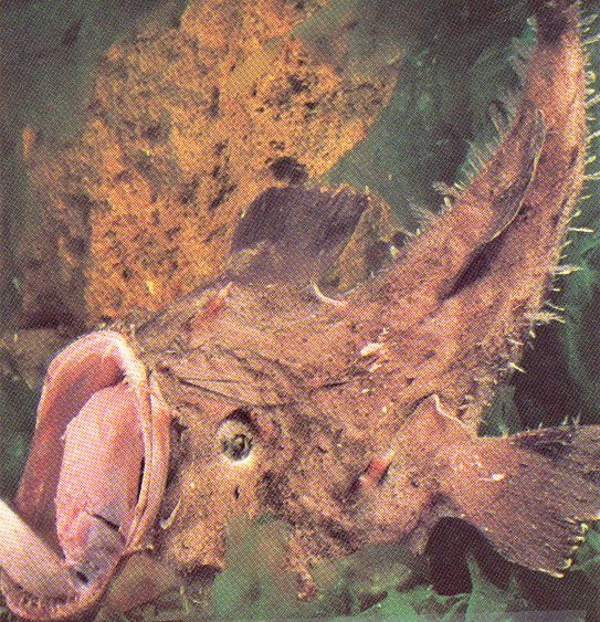 Fish
