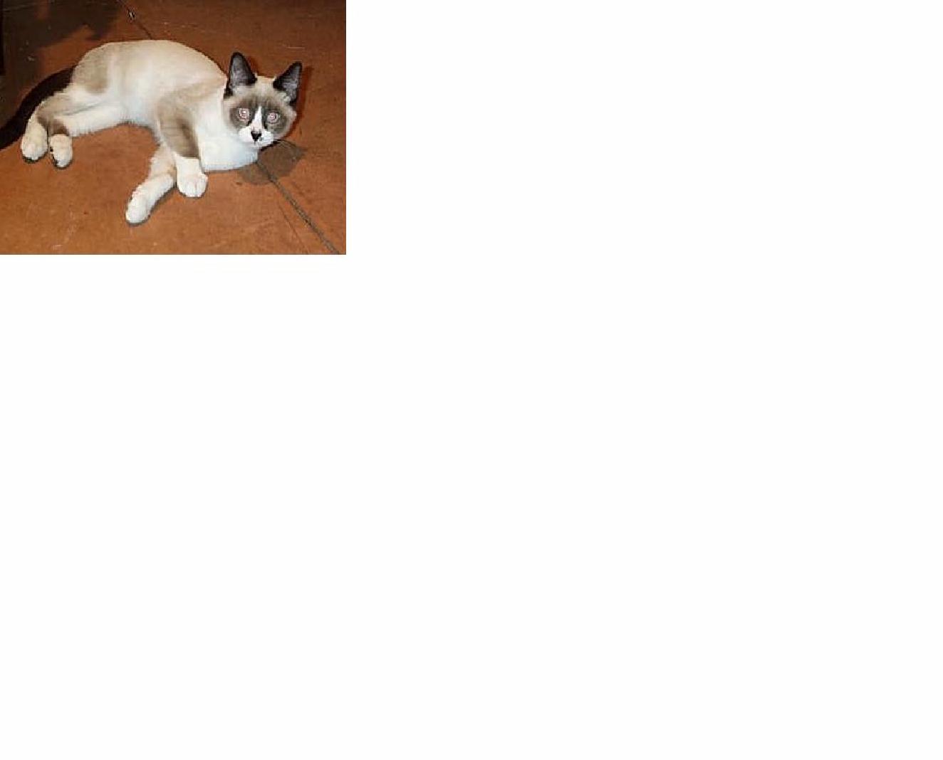 Snowshoe Cat Lovers Rescue Network