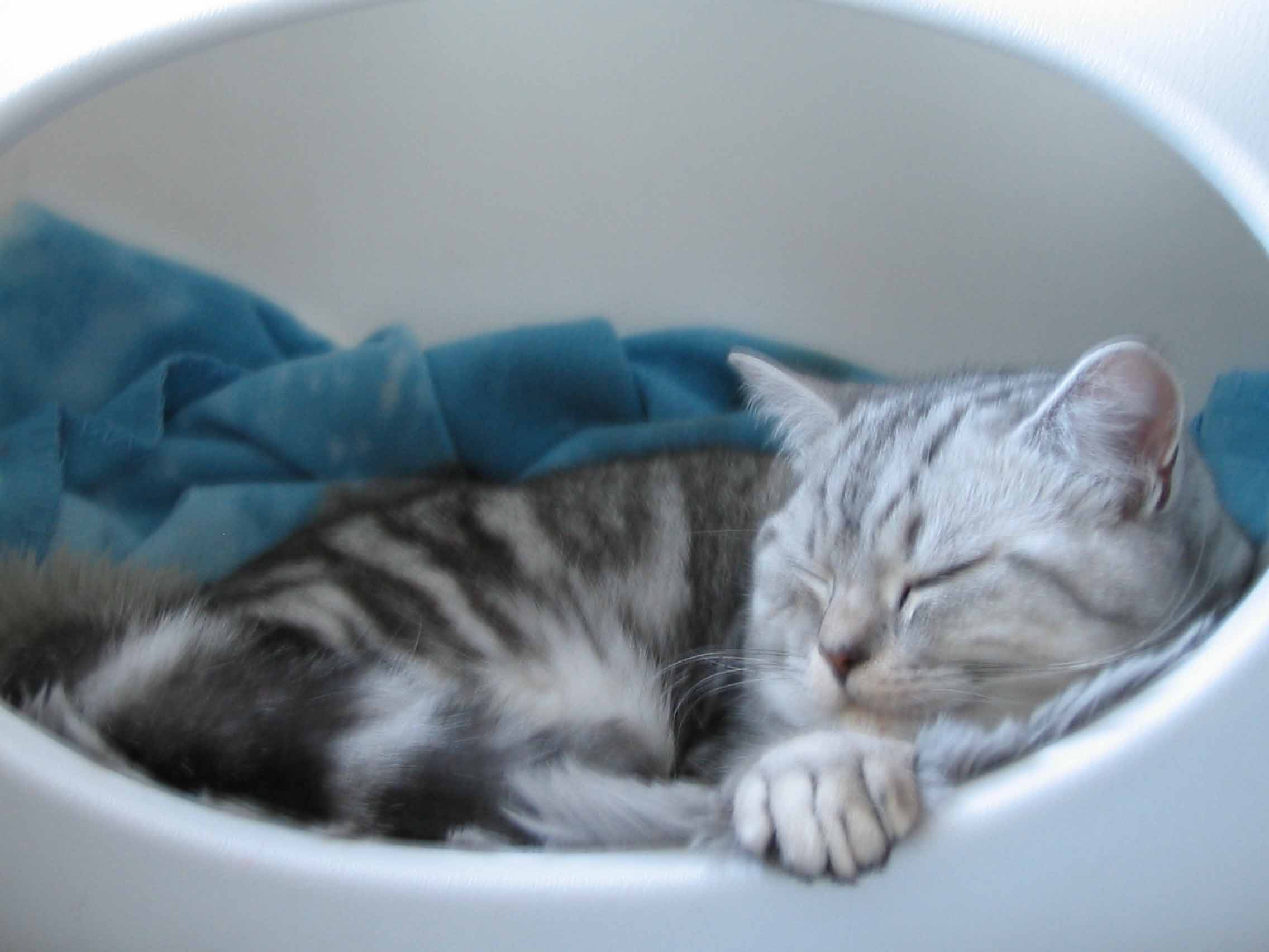 Index of /kayci_kayci