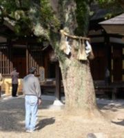 Shinto tree