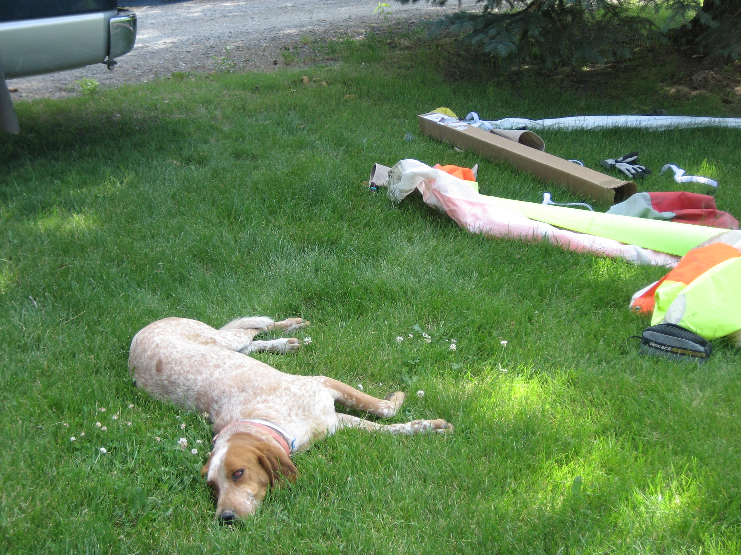 Guard dog watching repairs