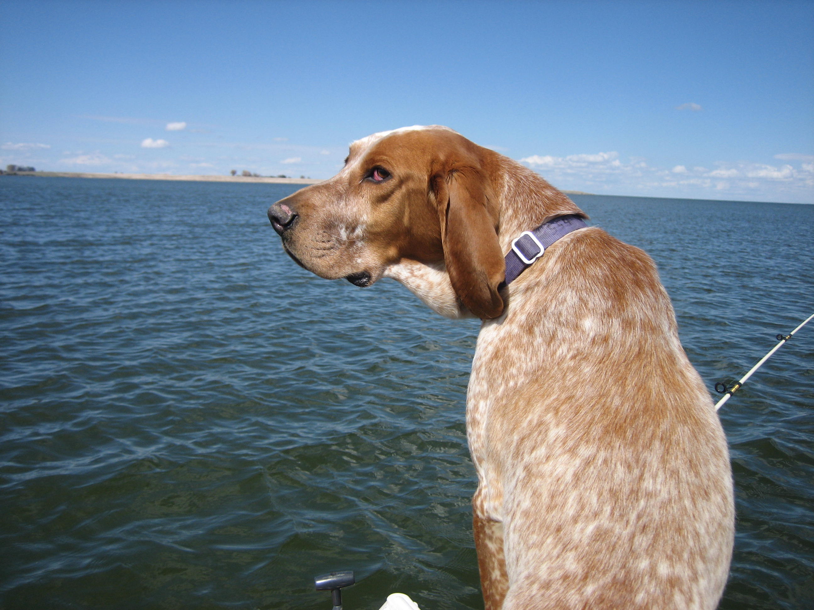 Rufus