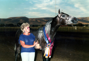 Photo of Saudari de Royale ~ Region V Champion Futurity Colt