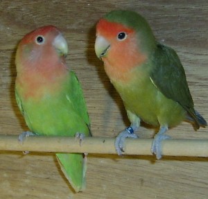 Lovebird's Lair - Peachface Lovebirds