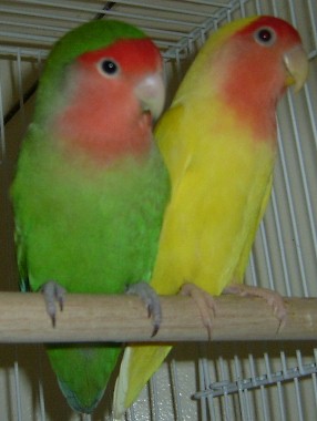 Lovebird's Lair - Peachface Lovebirds