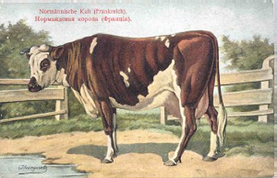 Lehmäaiheinen postikortti