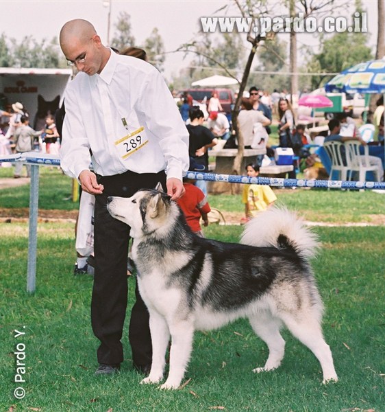 Kotzebue's Kringmerk Alaskan Malamutes
