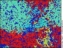 avida lattice