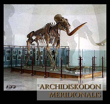 Elephas Meridionalis Nesti - Mammout - L'Aquila - Abruzzo - Italia - museo nazionale d'Abruzzo