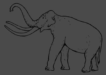 Elephas Meridionalis Nesti - Mammout - L'Aquila - Abruzzo - Italia - museo nazionale d'Abruzzo