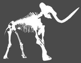 Elephas Meridionalis Nesti - Mammout - L'Aquila - Abruzzo - Italia - museo nazionale d'Abruzzo