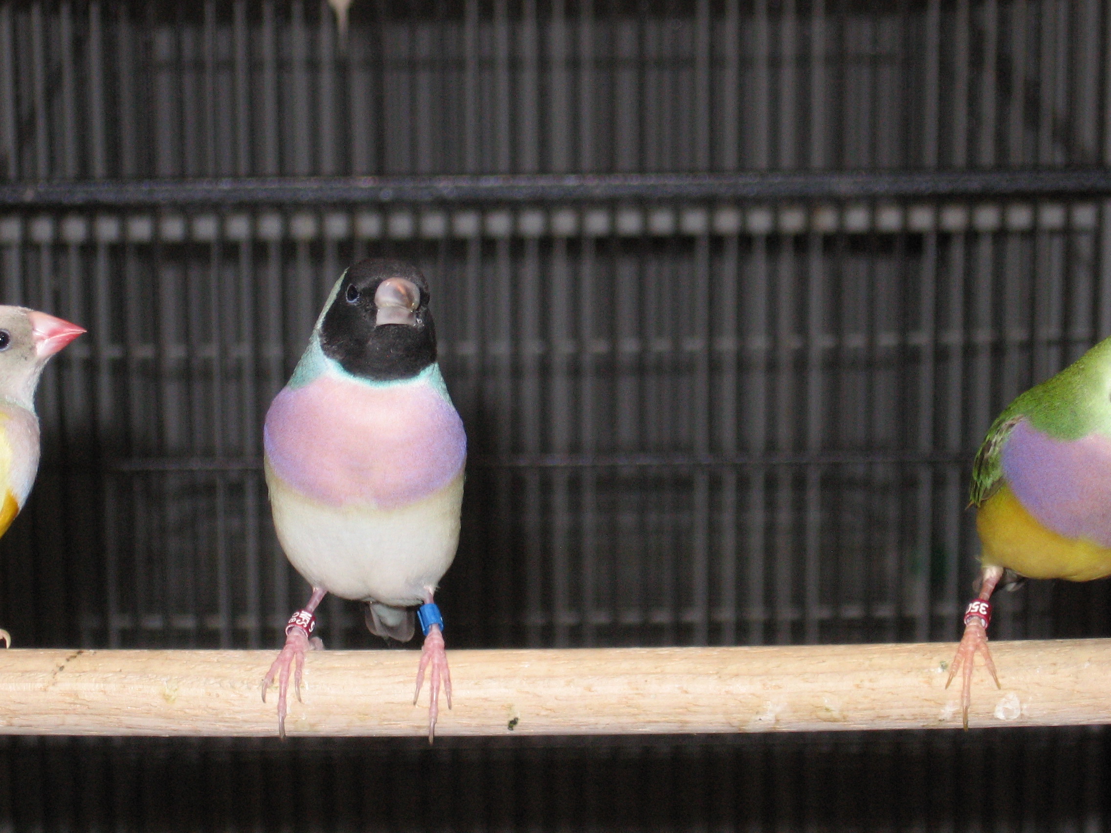 BH PB BB Hen