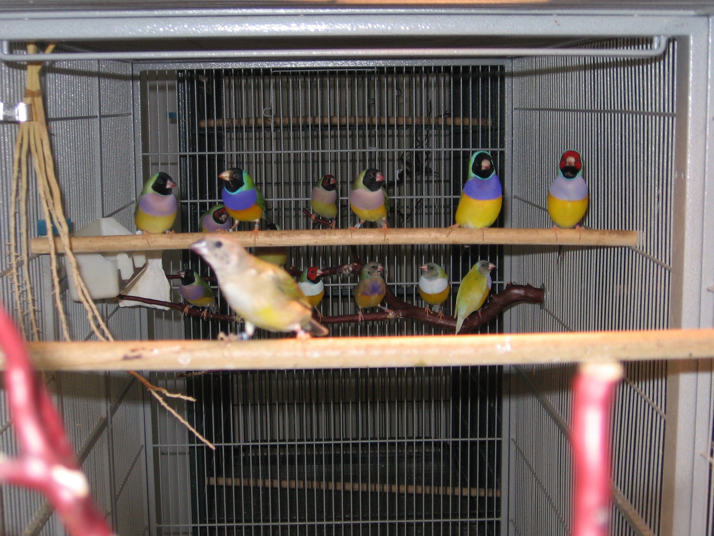 Juvie Flight Cage