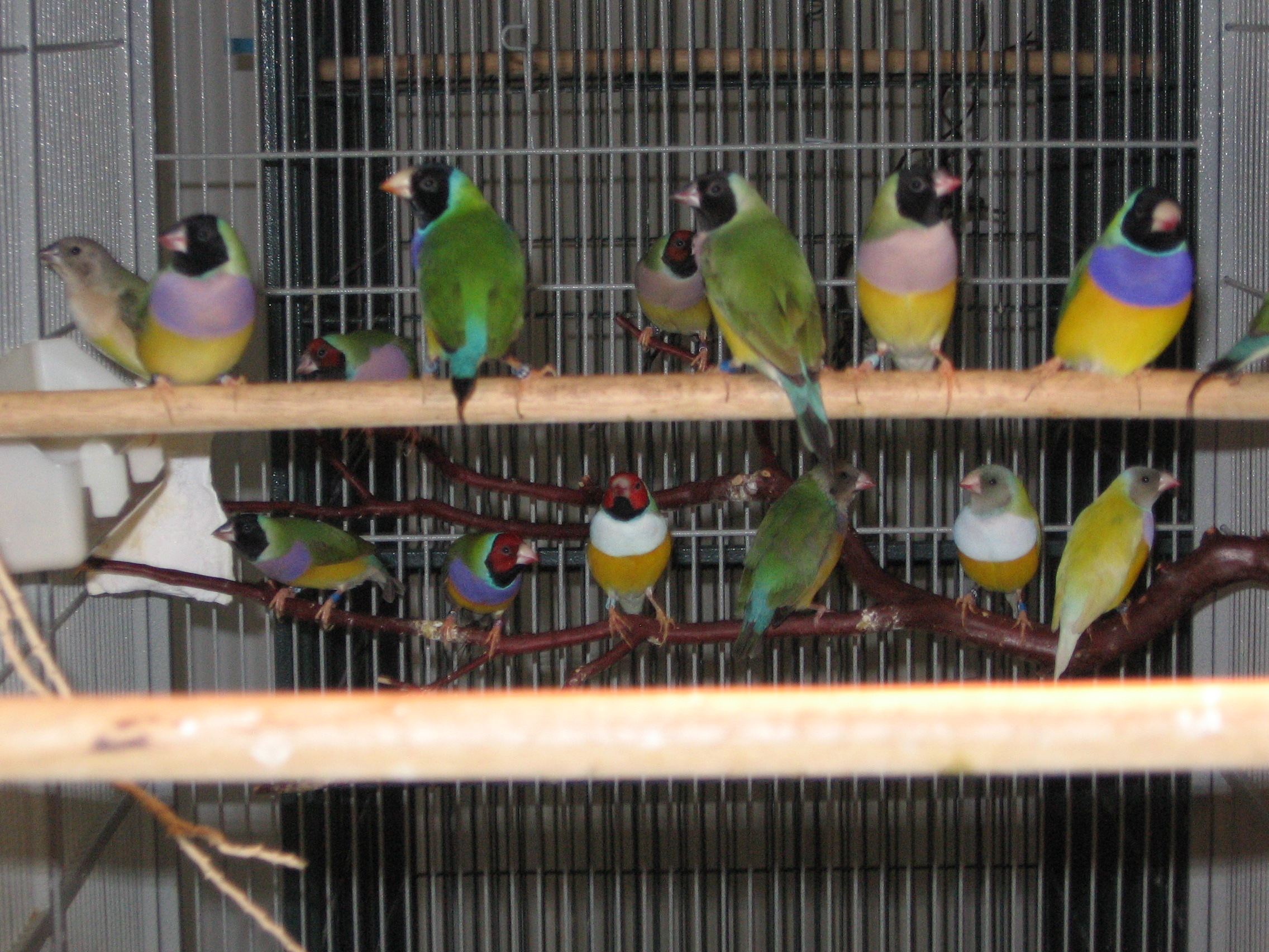 Juvie Flight Cage