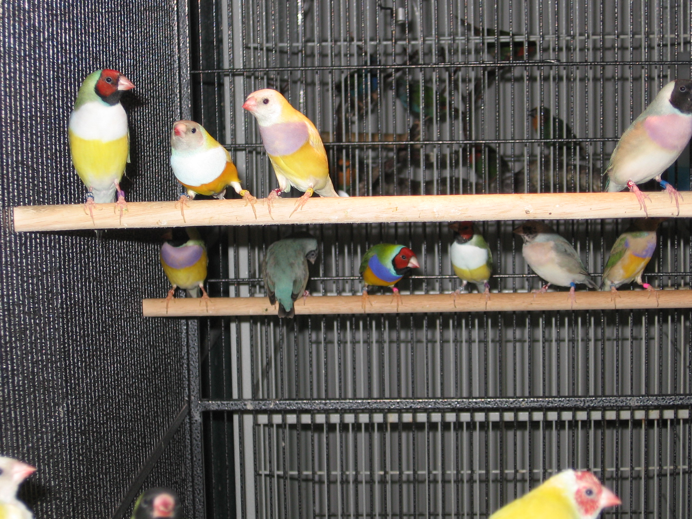Juvie Flight Cage