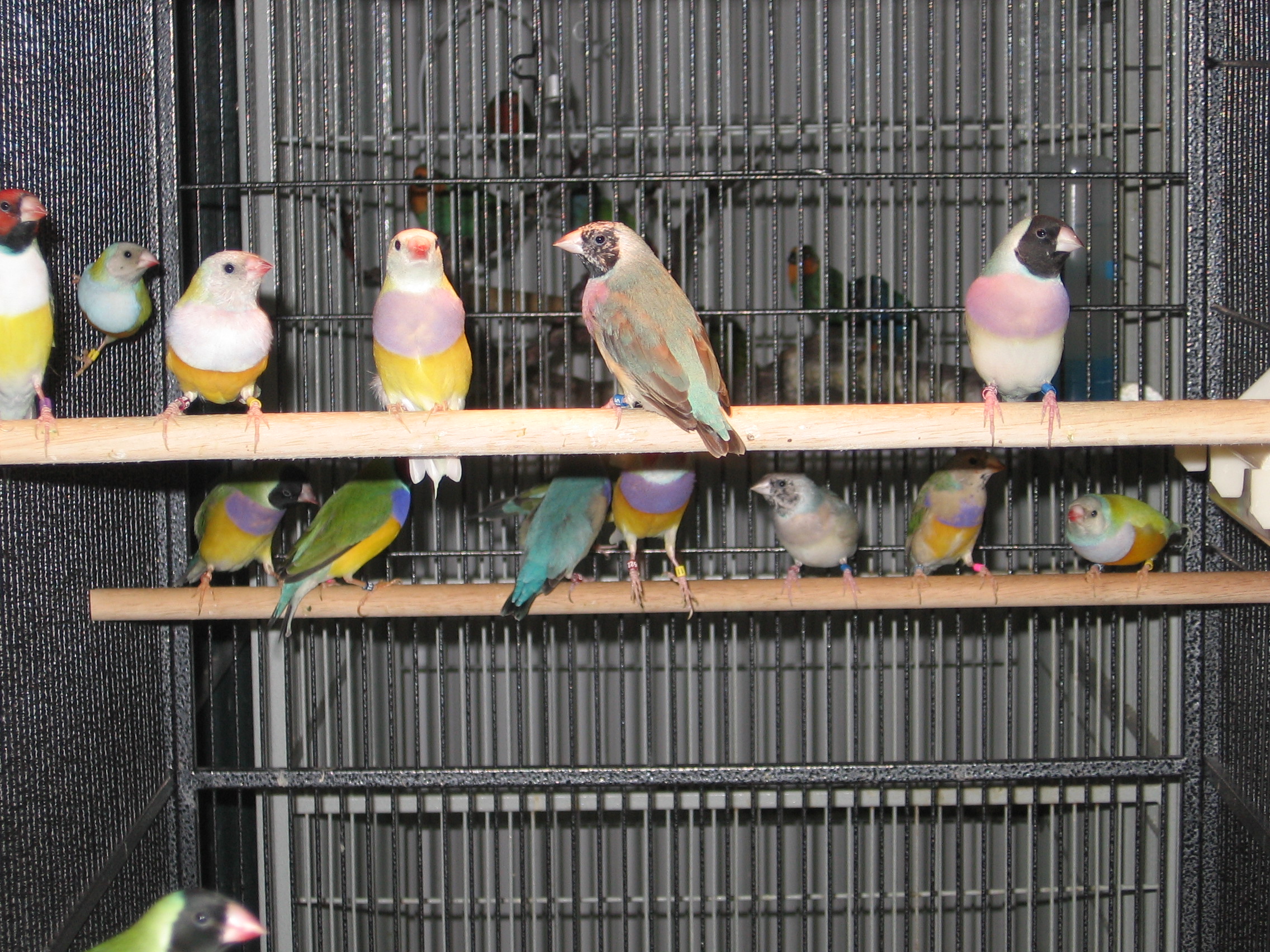 Juvie Flight Cage