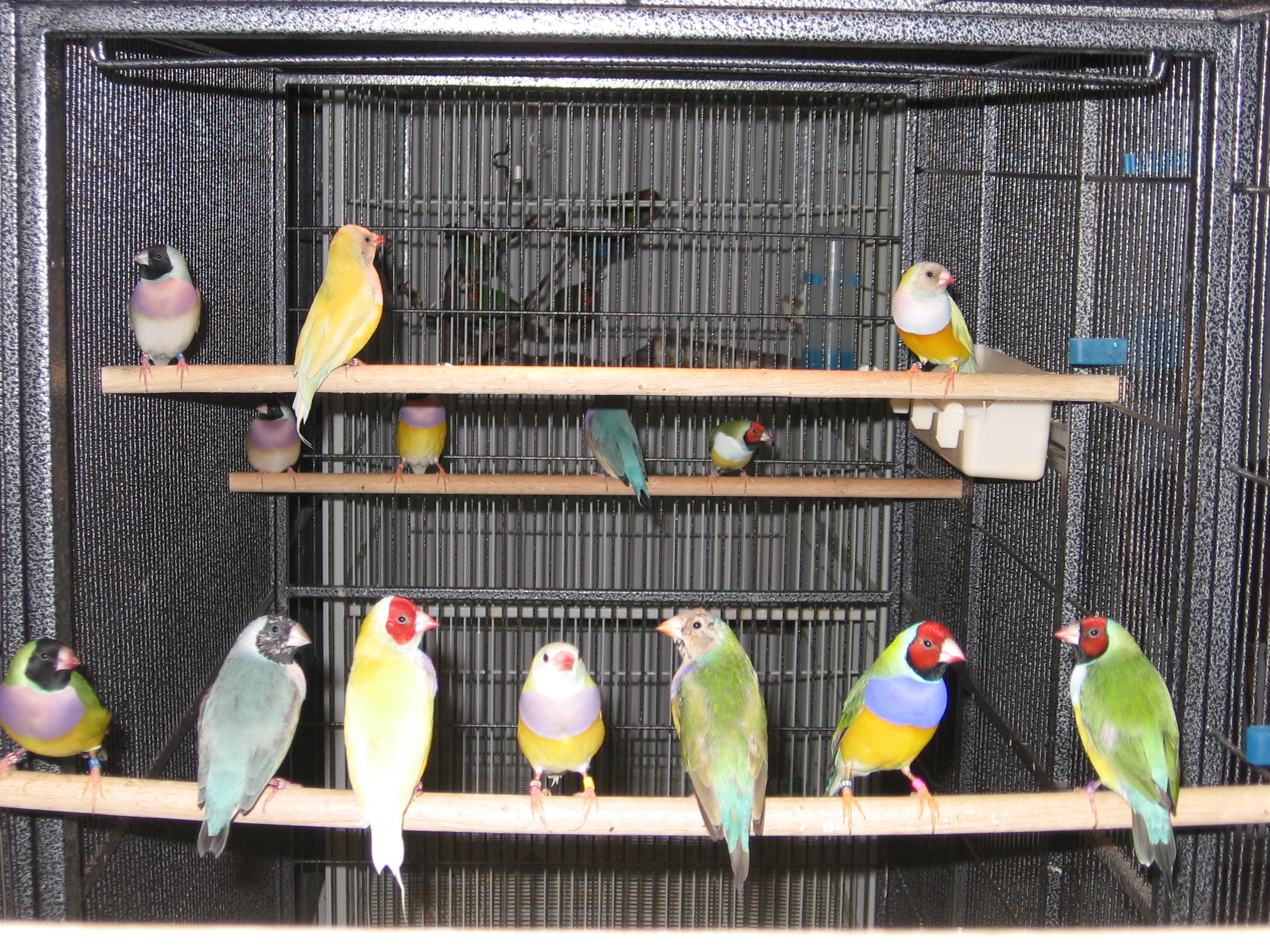 Juvie Flight Cage