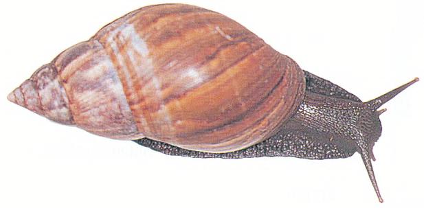 Achatina fulica. Foto por &copy; Luiz R. Fontes