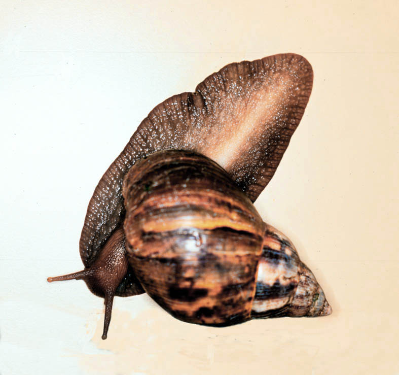 Foto por &copy; Luiz R. Fontes