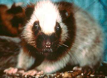 Northern Luzon Giant Cloud Rat