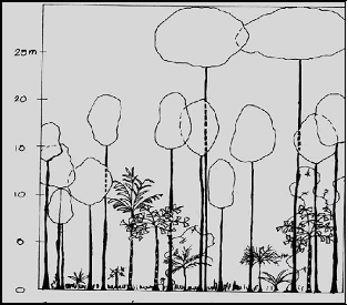 Tree Invenotry Plot Data Example Plot 2 Lake Danao flora survey