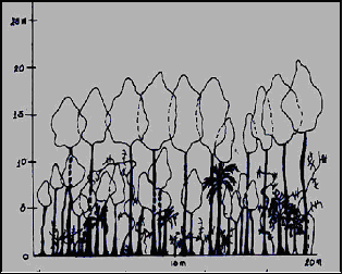 Plot 3 Lake Danao flora survey
