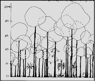 Tree Invenotry Plot Data Example Plot 5 Lake Danao flora survey
