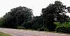 Kudzu.jpg