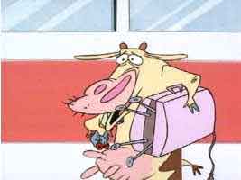 Traveling cow to be the King and Queen of cheese