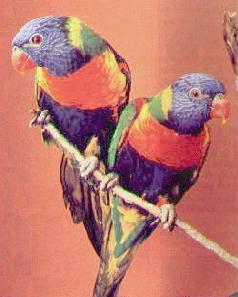 Rainbow Lorikeets Swainson's 

Loris Blue Mountain Lorikeets Bluey Green Collar Lorikeets Pet Birds, Exotic Birds lories loris Australia