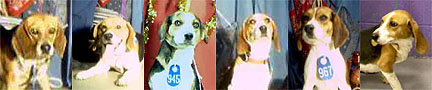  Please help the Houston Beagles 