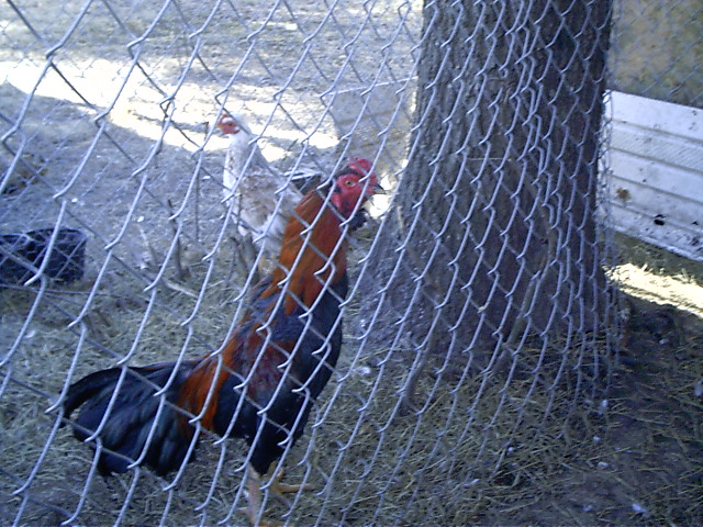 R&r Game Fowl