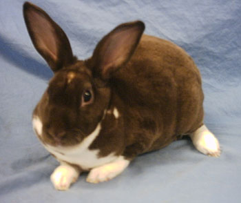 Adopt A Girl Bunny