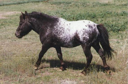 LAKE RIDGE FARM - Miniature Stallions at stud